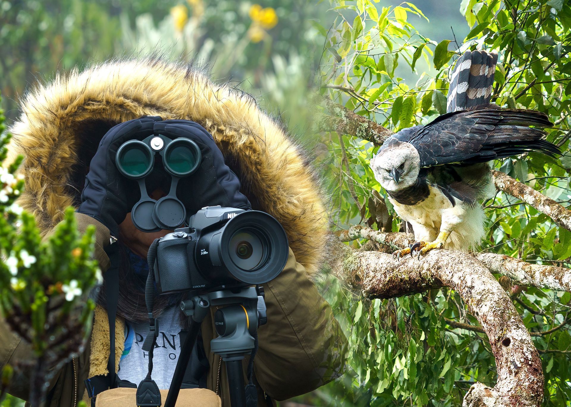 Harpy Eagle Nesting Sites: How to Photograph Safely and Ethically