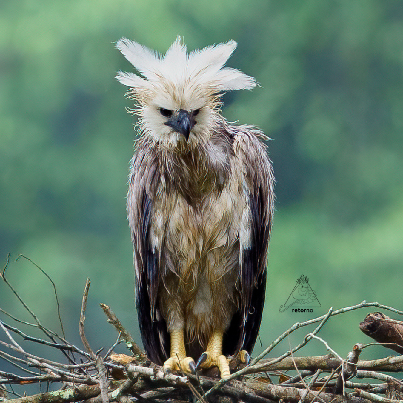 A bird with feathers on its head is sitting on a tree branch