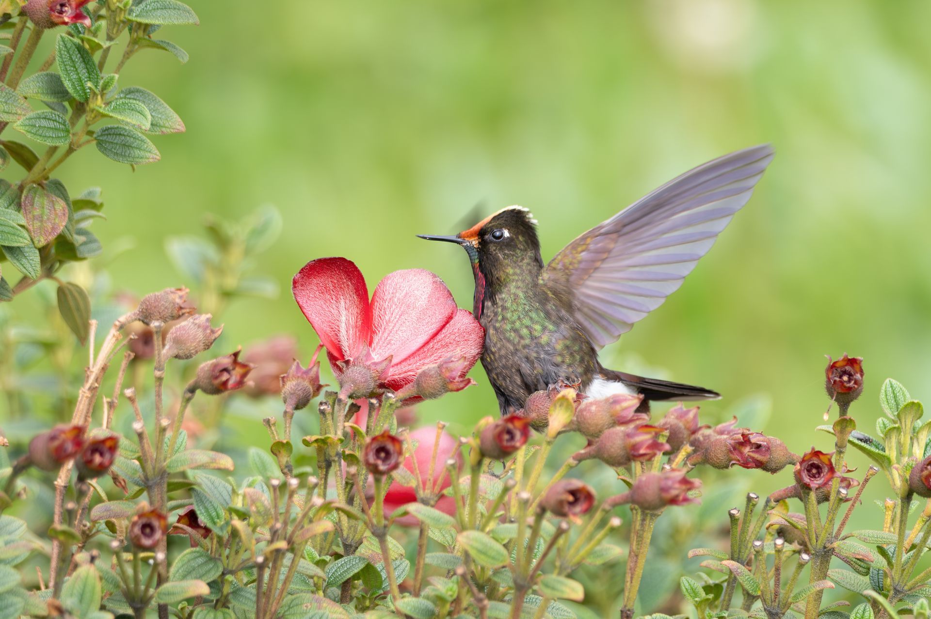 Rainbow Thornbill, Hummingbird from Colombia.