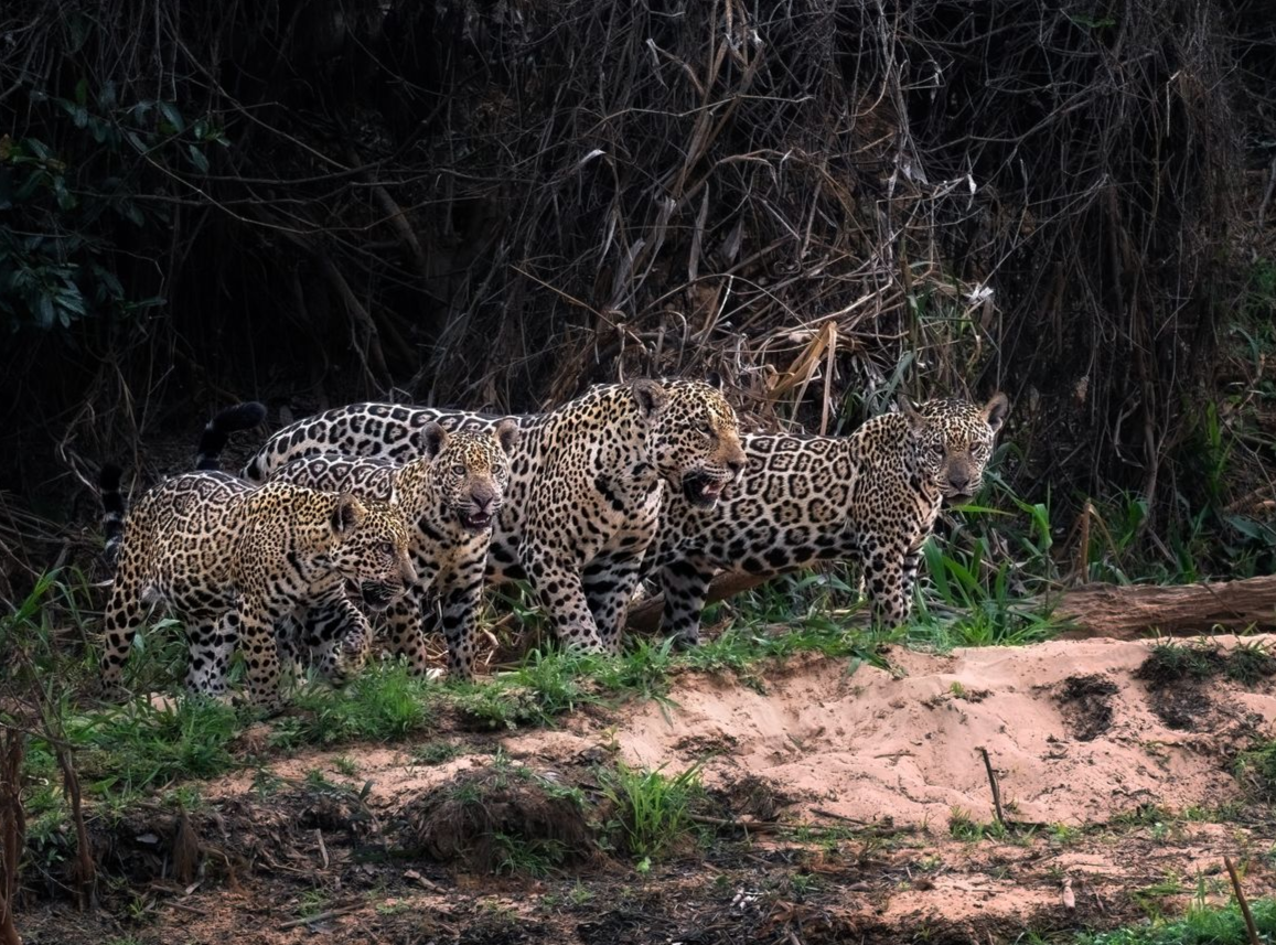 A black bear is standing in the grass and looking at the camera.