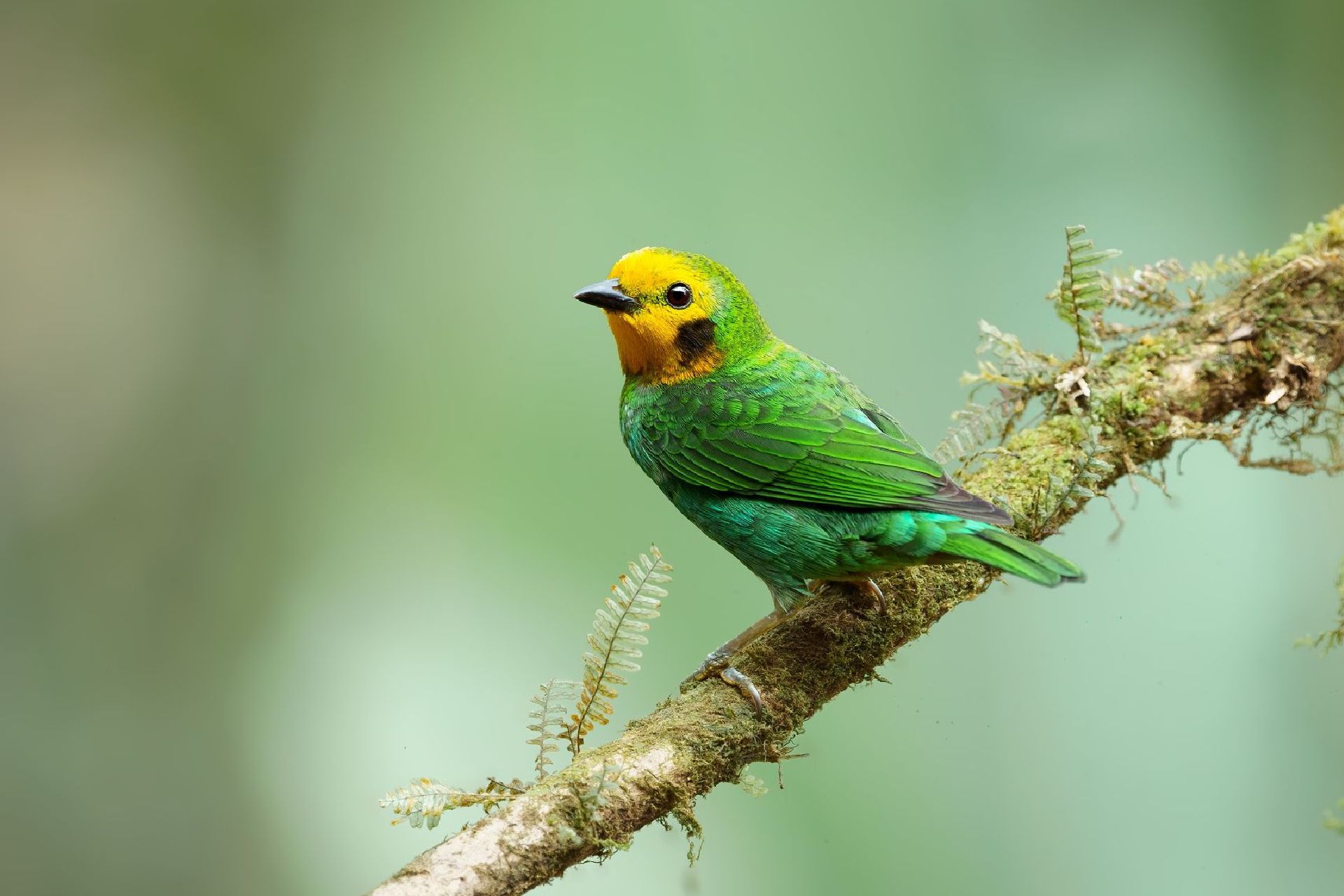 A green and yellow bird perched on a tree branch.