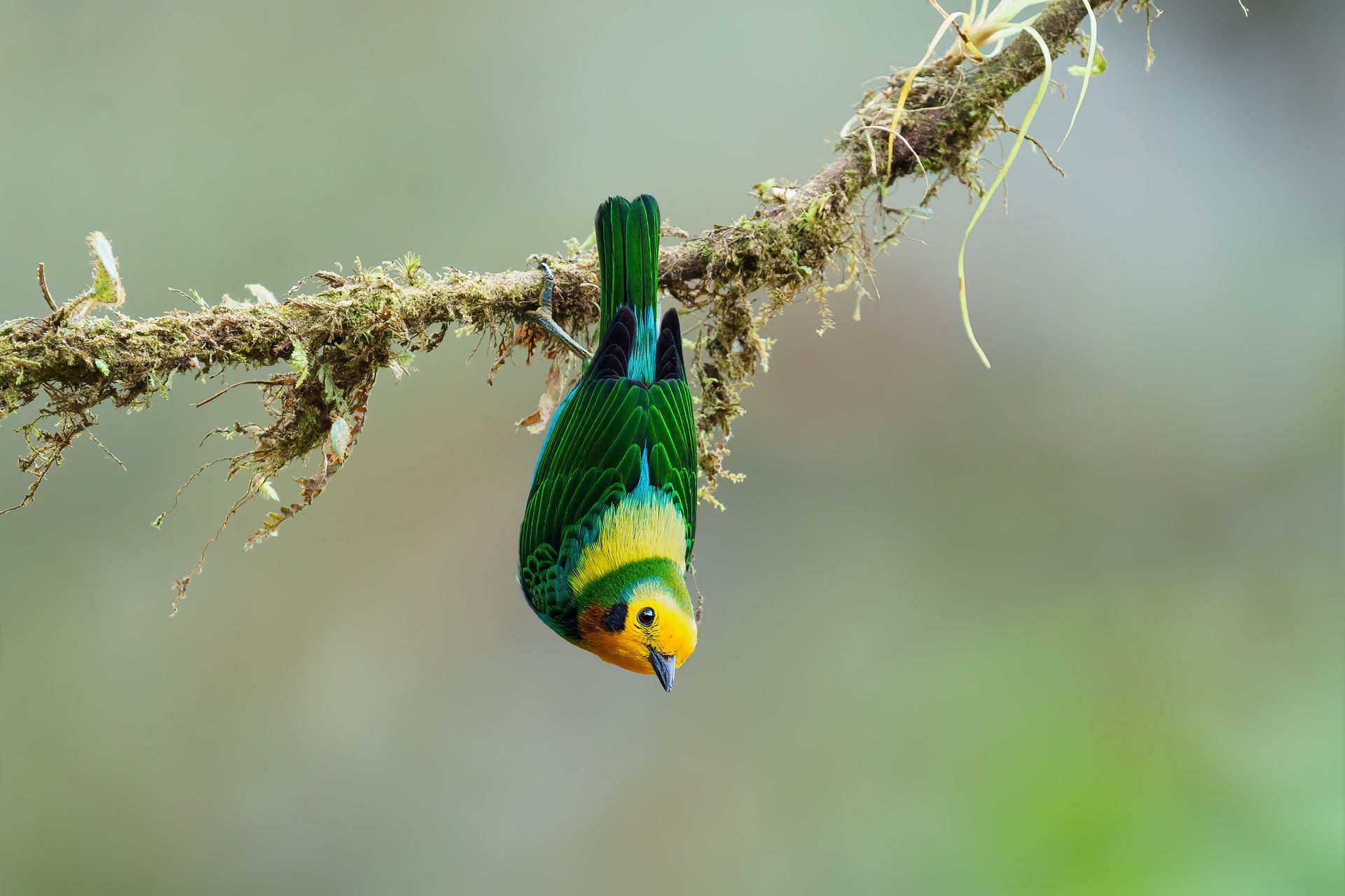 Multicoloured Tanager