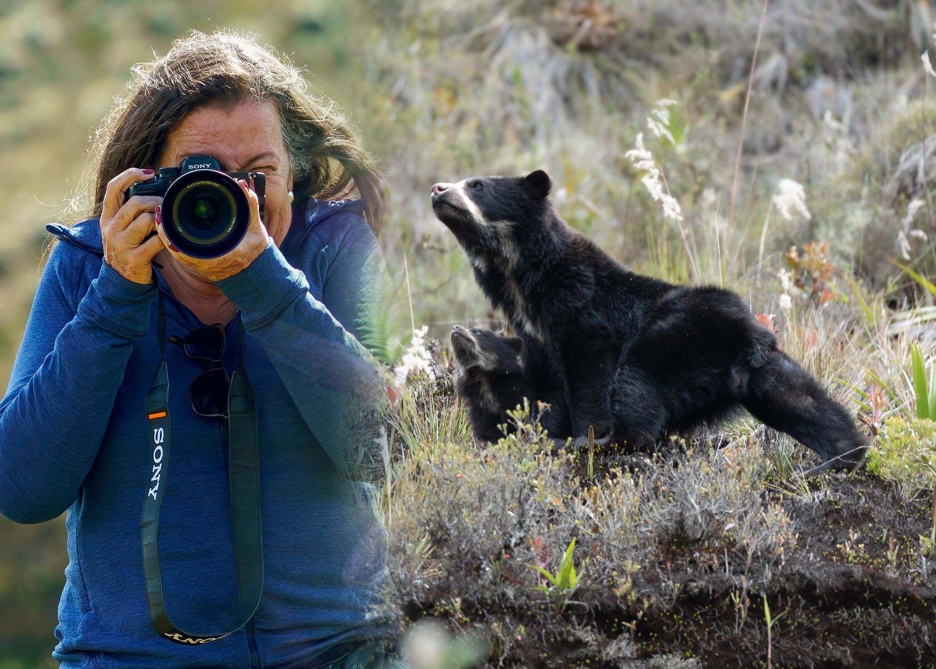 A black bear is standing in the grass and looking at the camera.