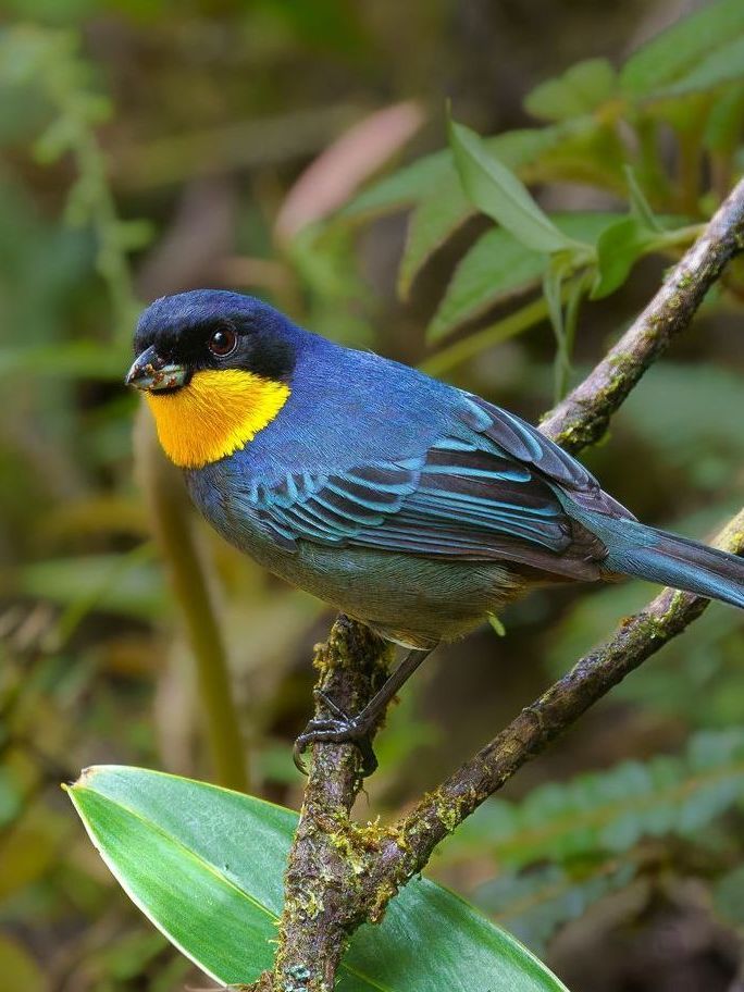 Purplish-mantled Tanager