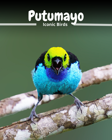 A colorful bird perched on a branch with the words putumayo iconic birds above it
