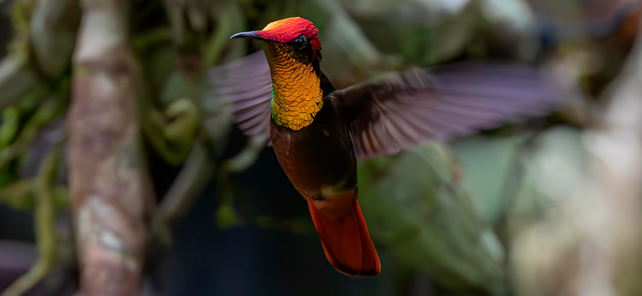 Golden headed Quetzal
