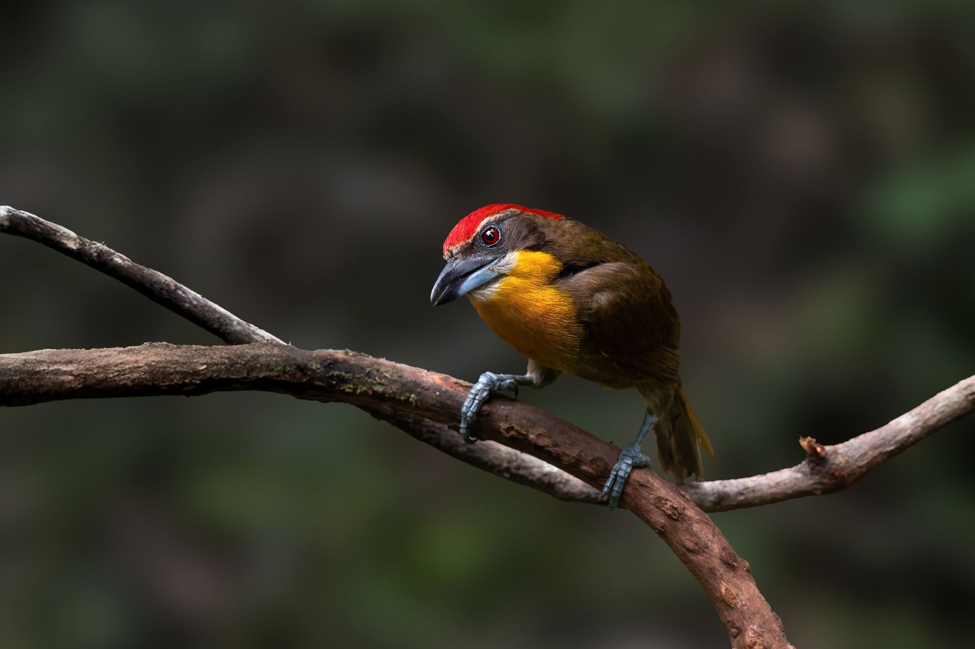 Scarlet-crowned barbet