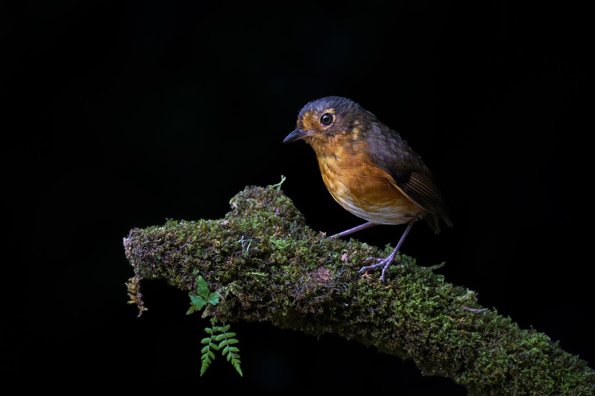 Slate-crowned Antpitta