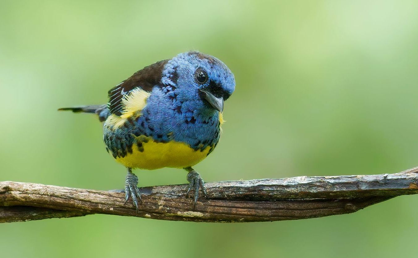 Turquoise Tanager