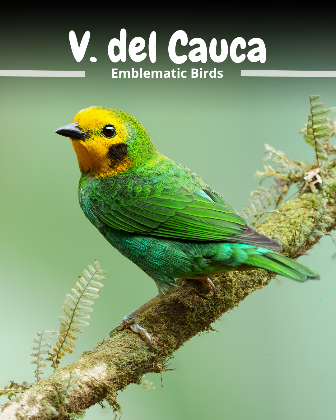 Multicolored Tanager (endemic)