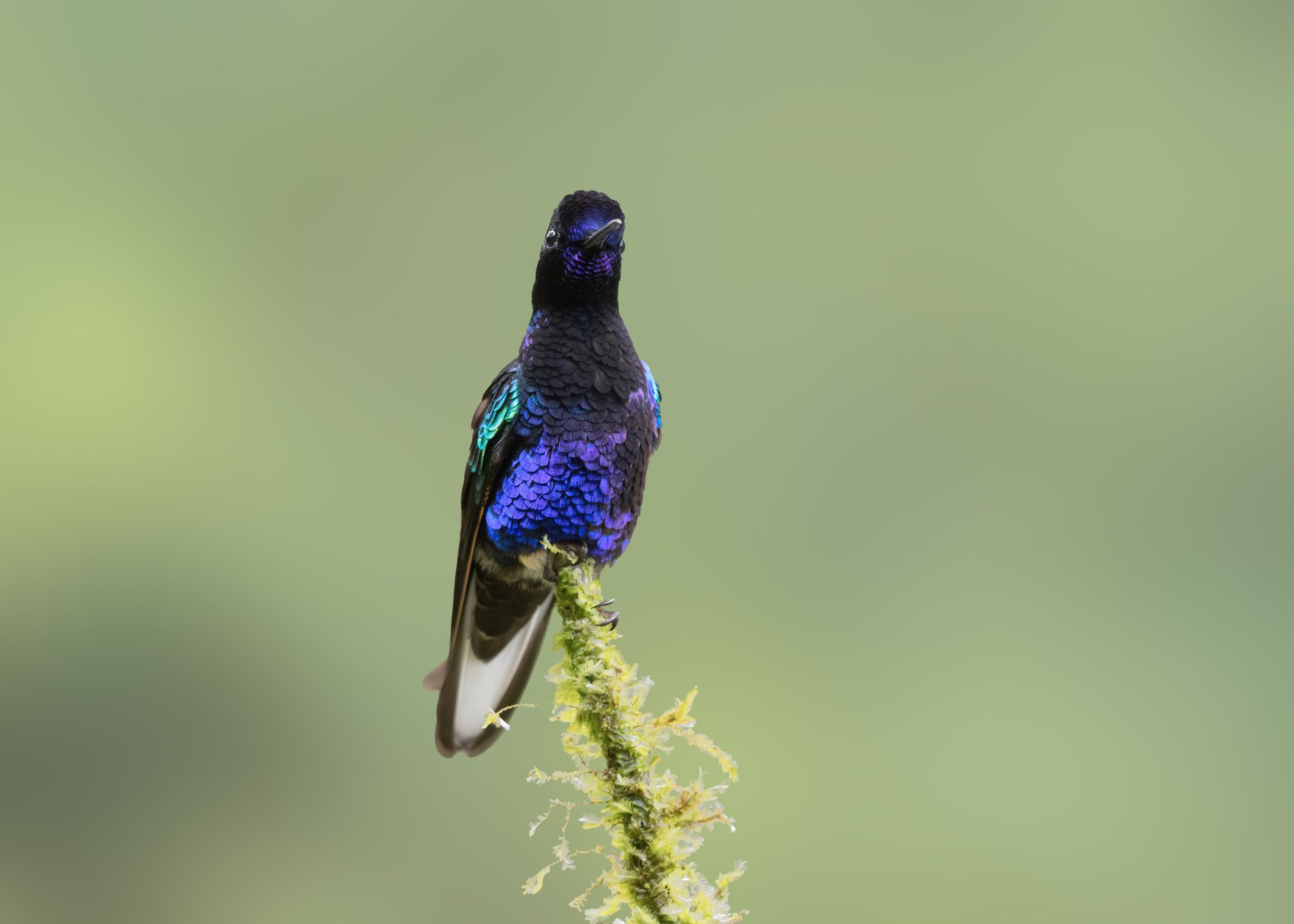 Velvet purple Coronet, Hummingbirds from Colombia.