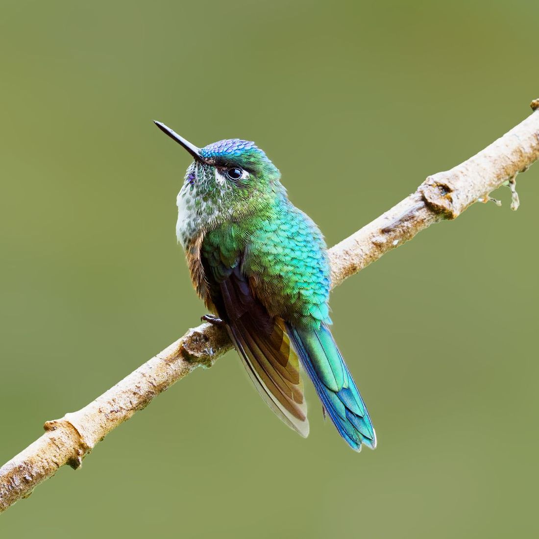 Violet-tailed Sylph