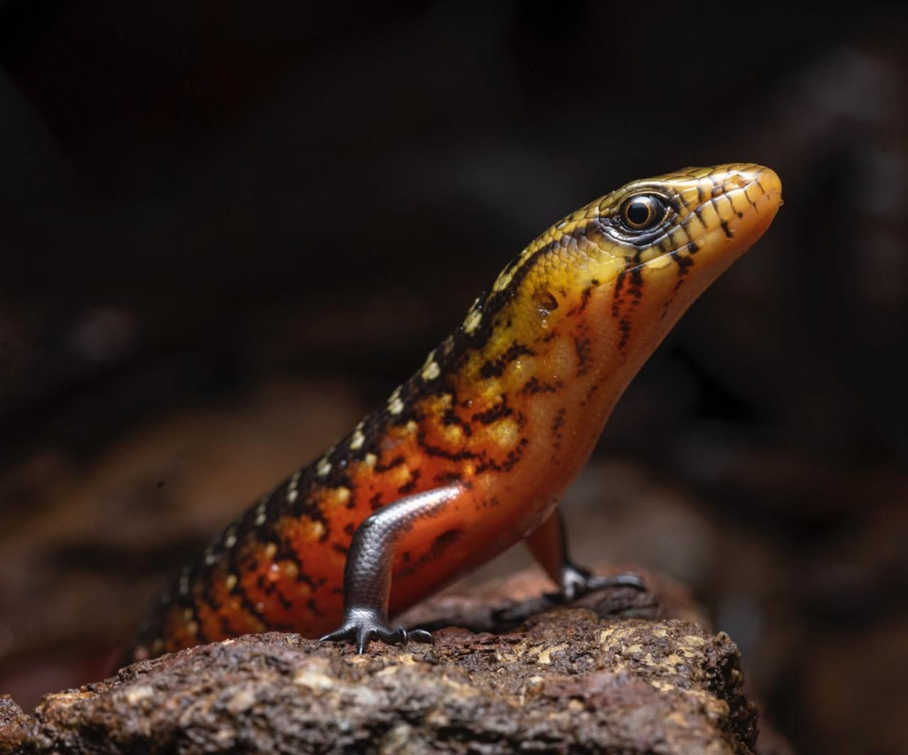 reptiles from Colombia