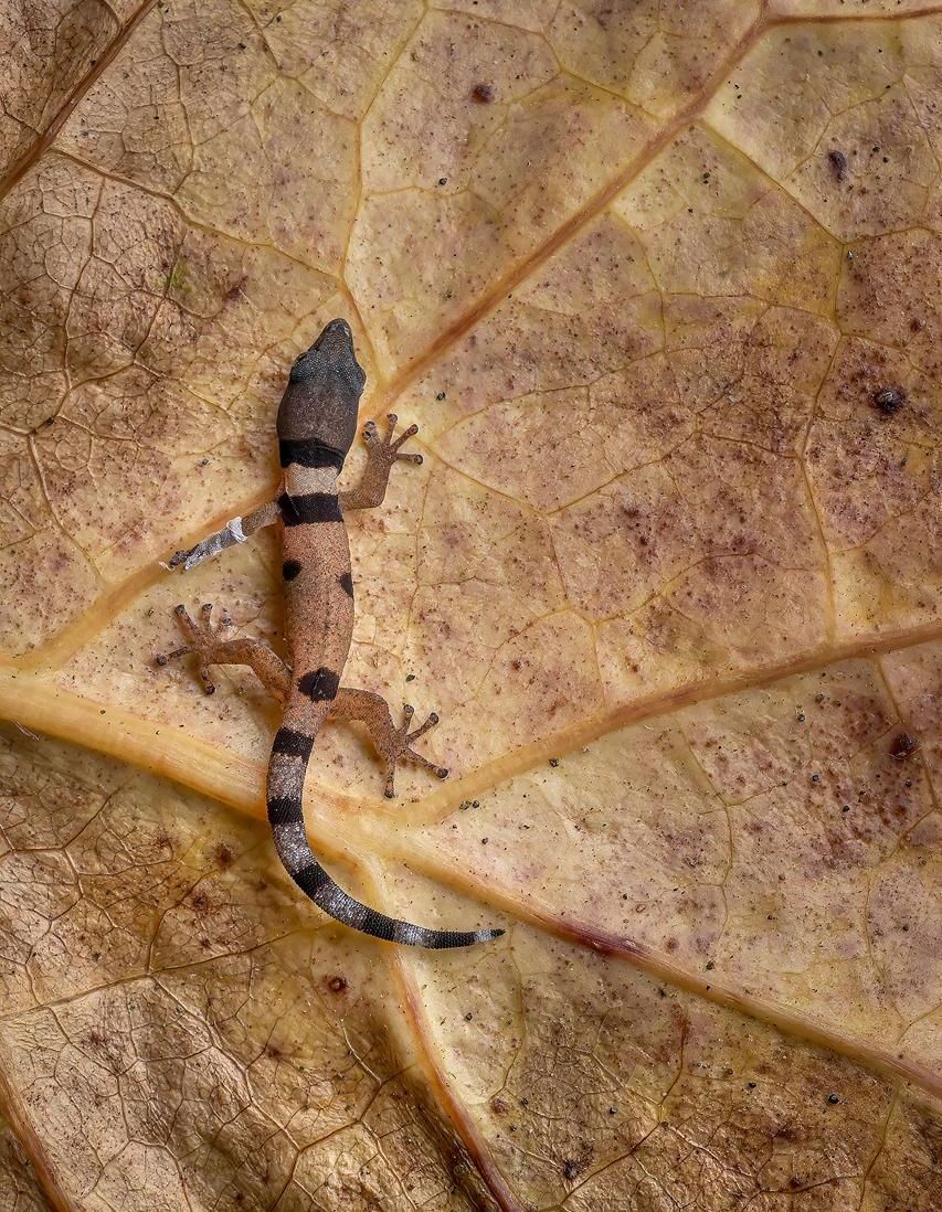 Reptiles from Colombia