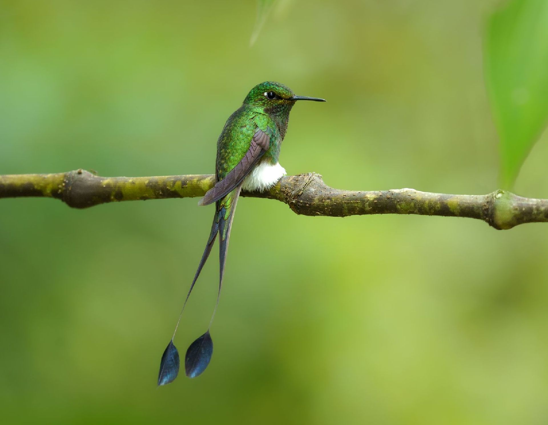 White-booted Racket-Tail