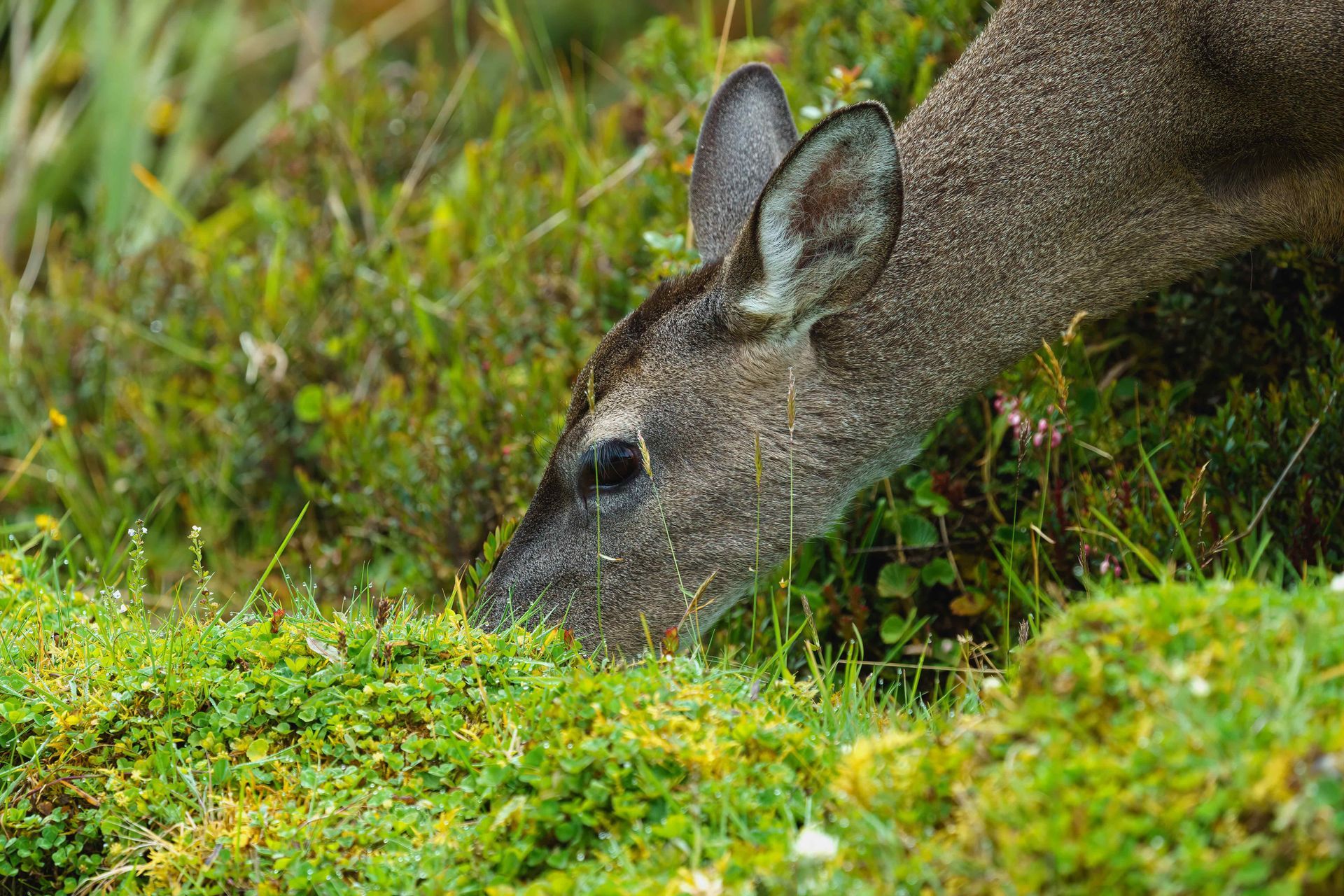 White tailed Deer