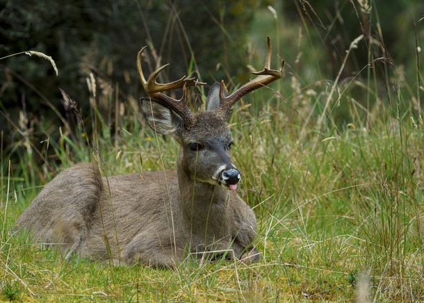 White tailed Deer