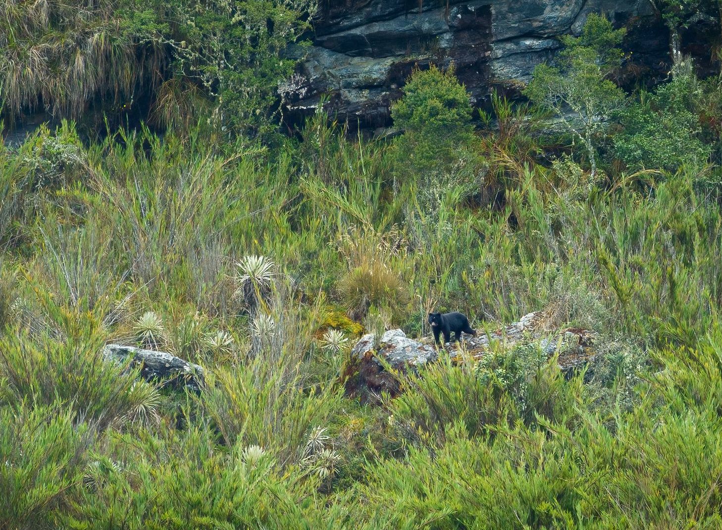 Andean Bear