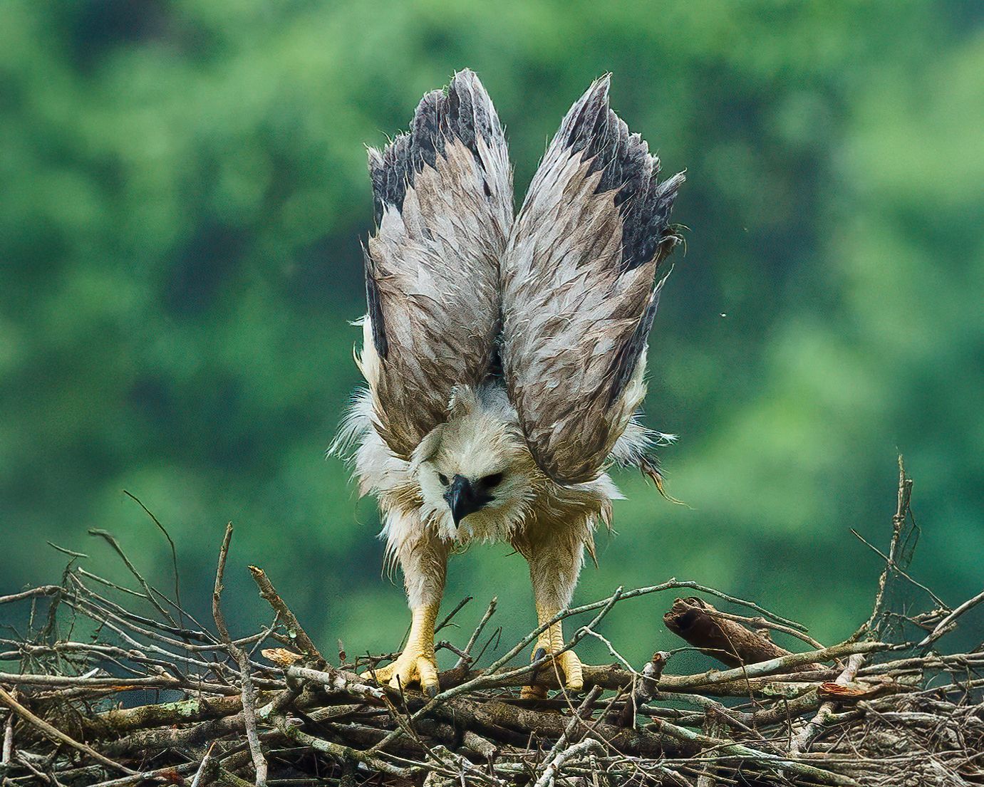 How to Photograph the Harpy Eagle: Best Tours & Locations