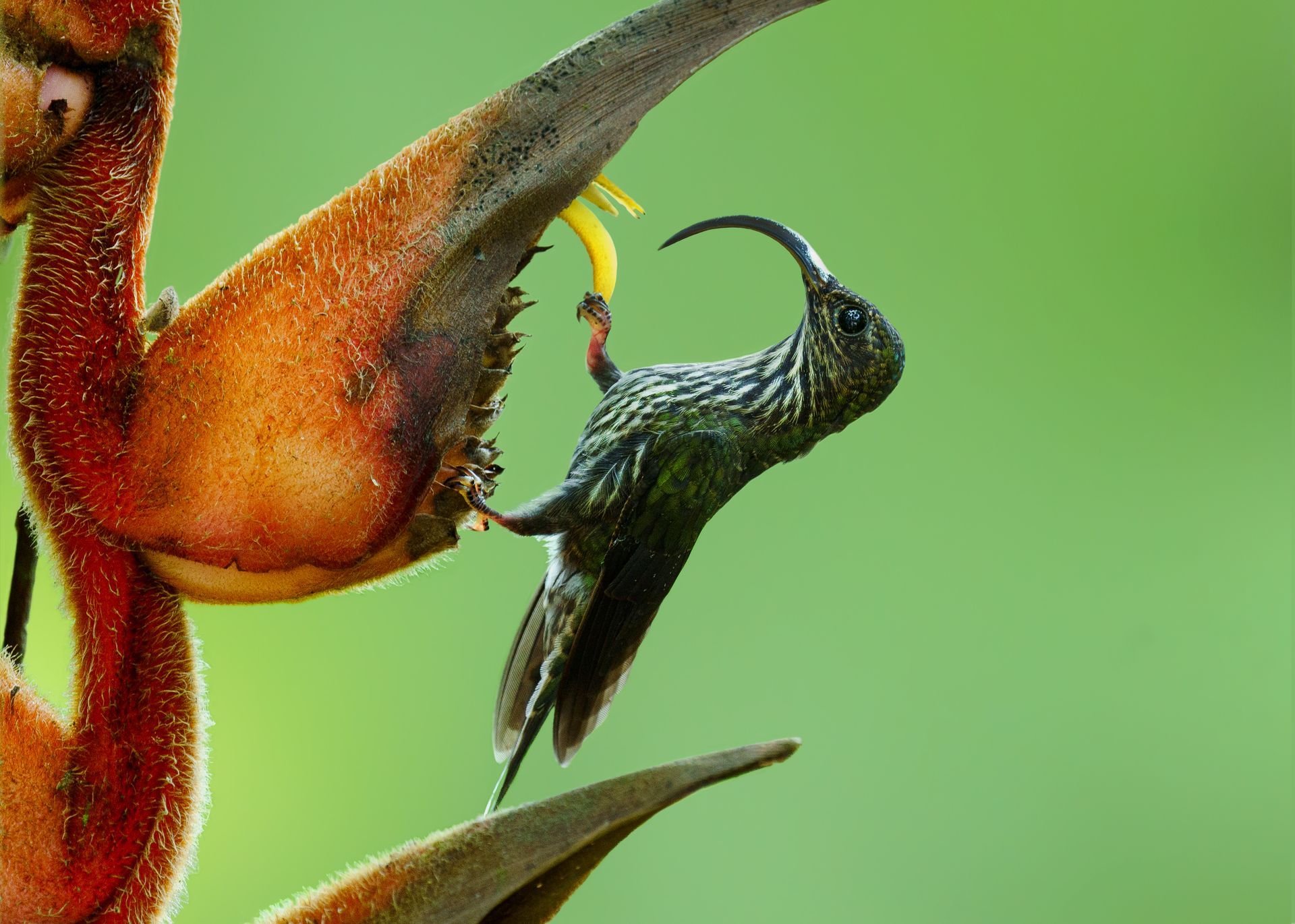 White-tipped Sicklebird
