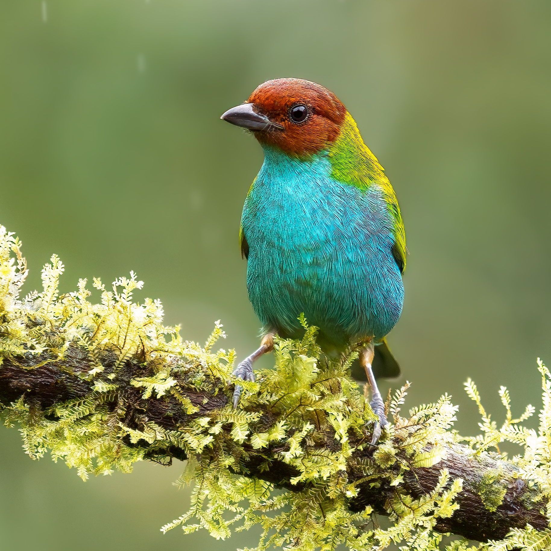 Bay headed Tanager