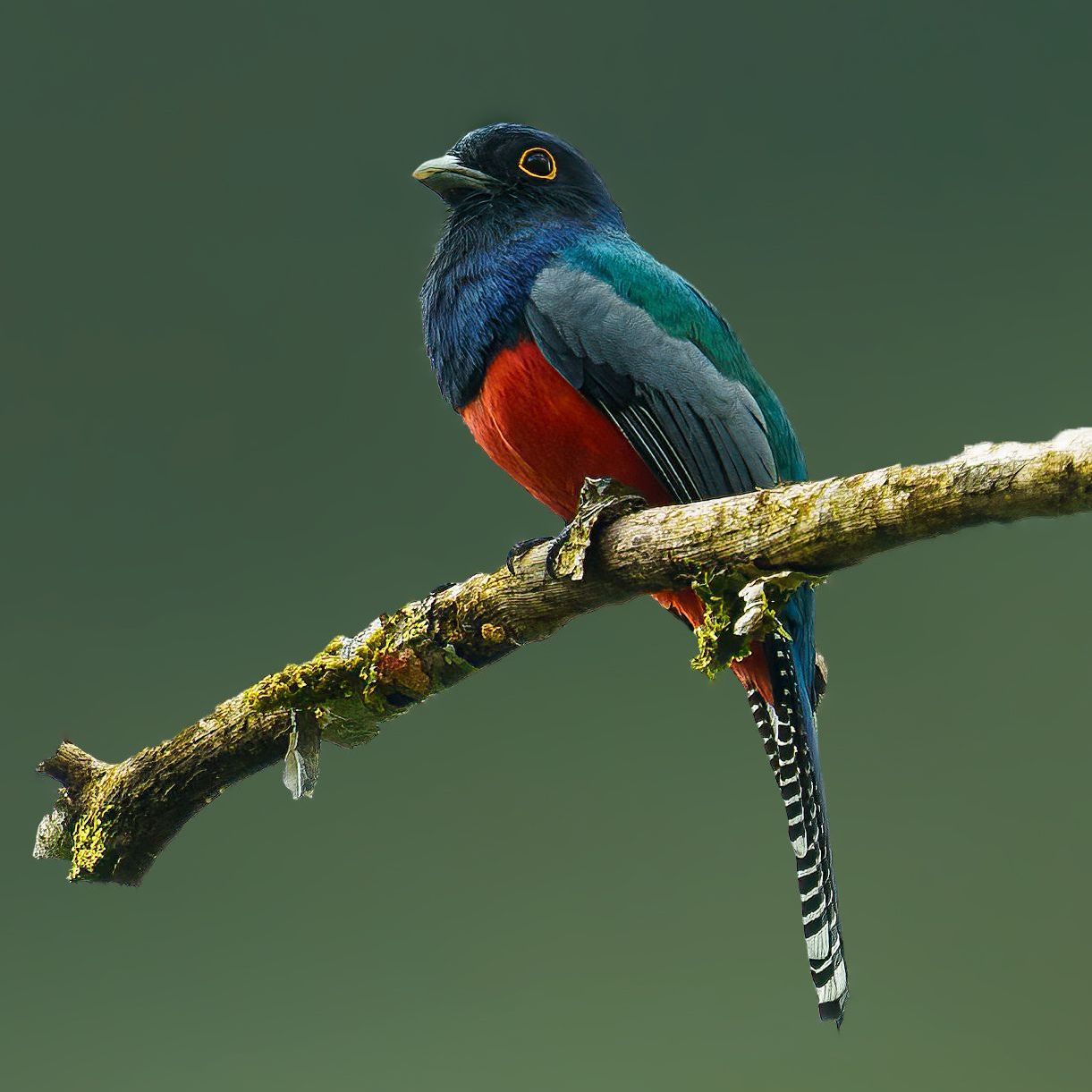 Blue-crowned Trogon