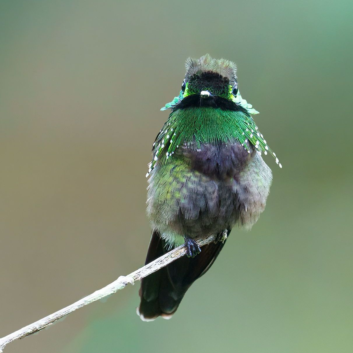 A hummingbird perched on a branch with a blurred background