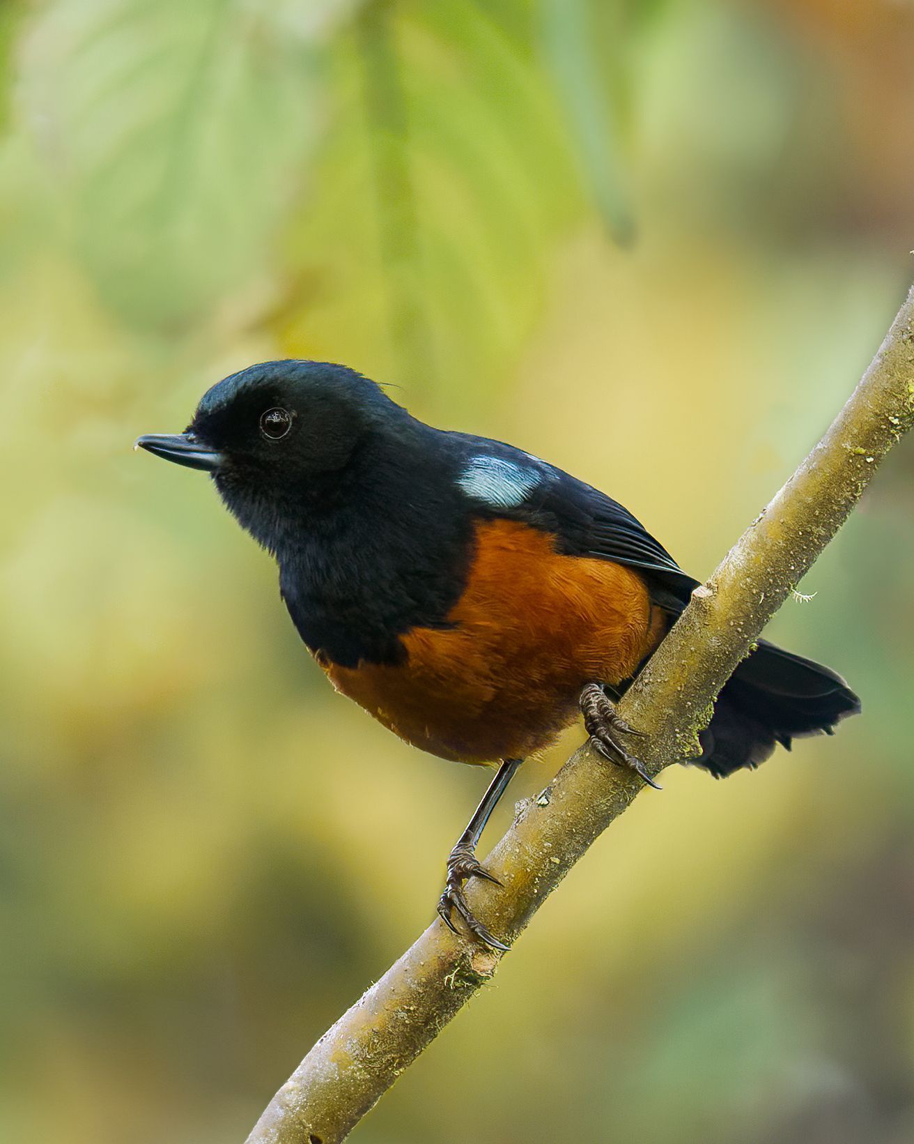 Chestnut-bellied Flowerpiercer