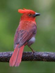 A red bird with a red crest is perched on a branch.