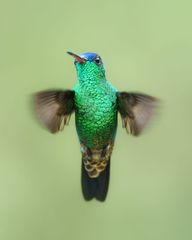 A green and blue hummingbird is flying in the air