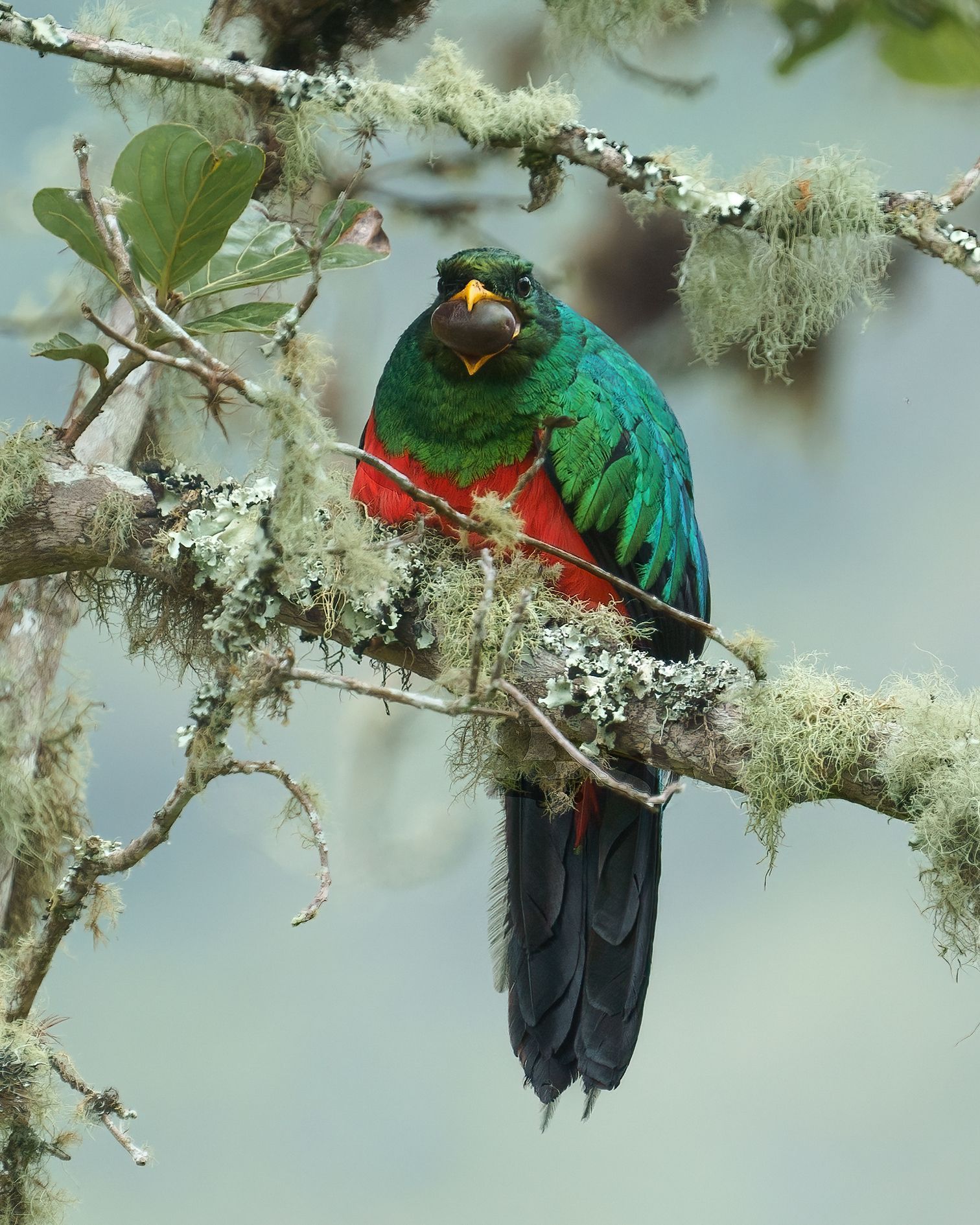 Glden headed Quetzal