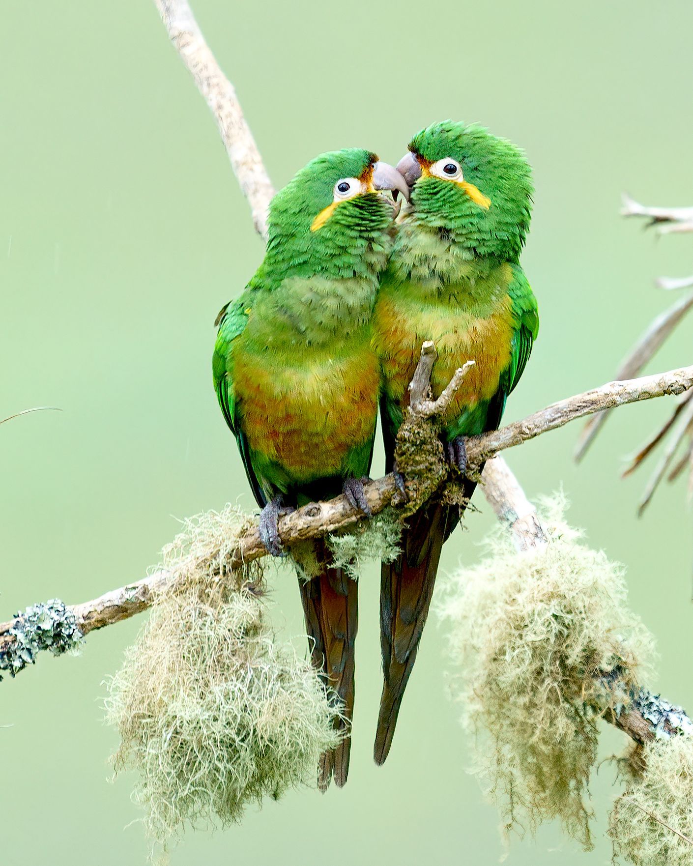 Lacrimose Mountain tanager