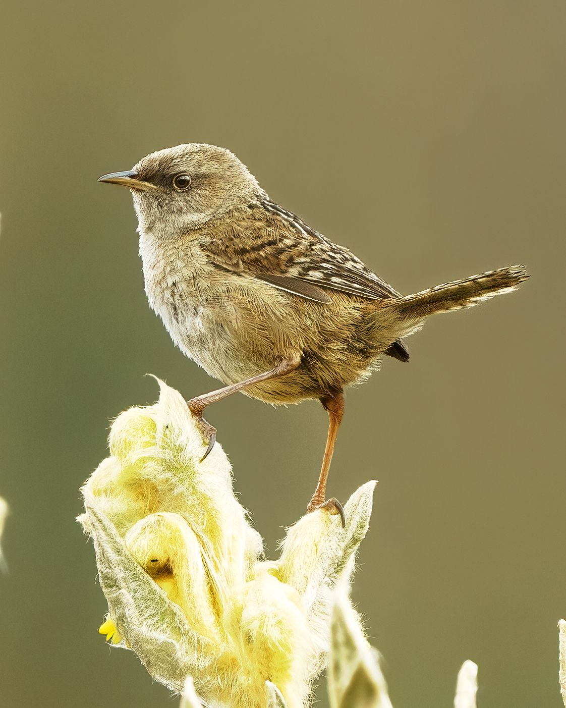 Apolinar's Wren