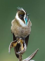 A brown and white bird with a blue beak is perched on a branch.