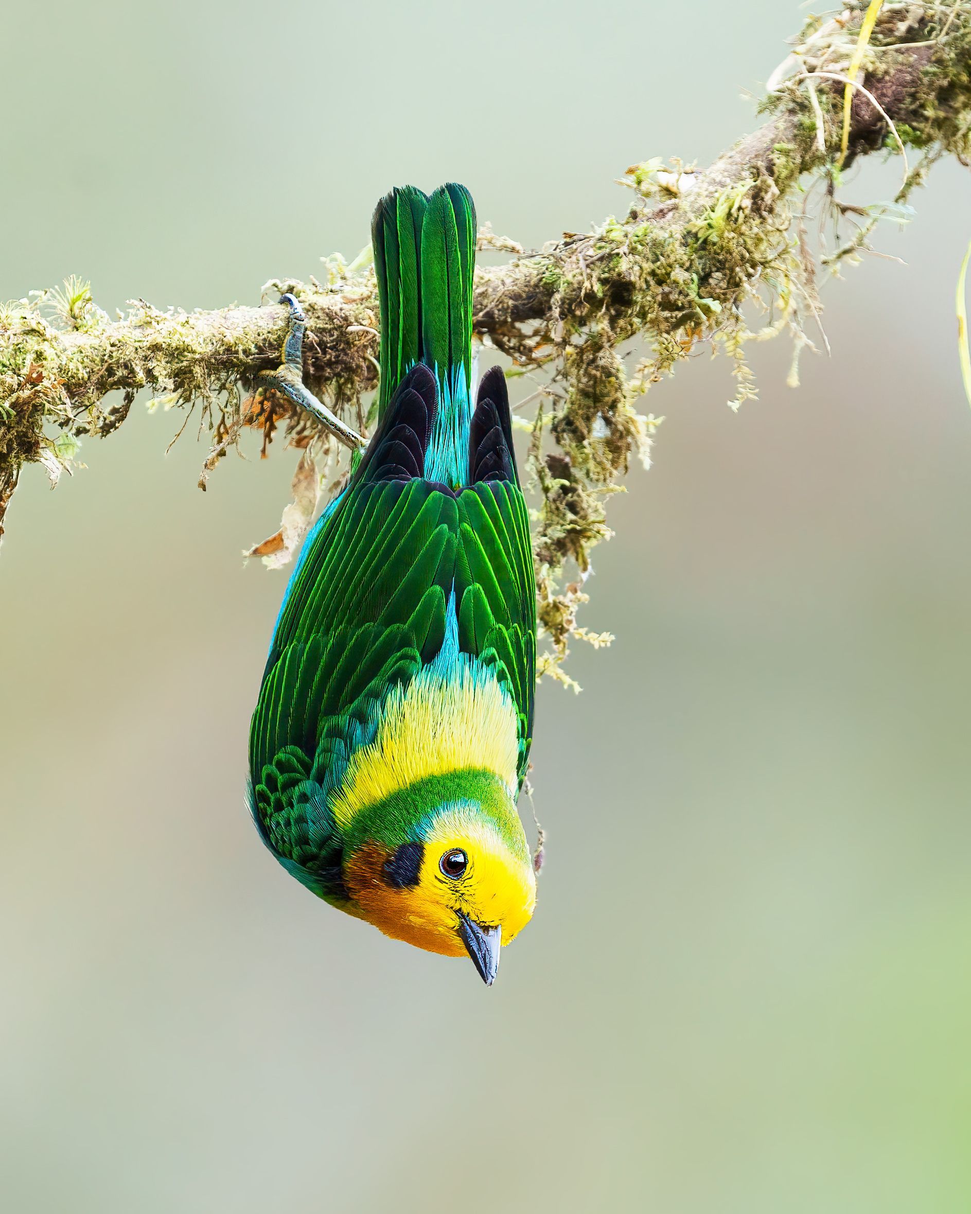 Multicolored Tanager