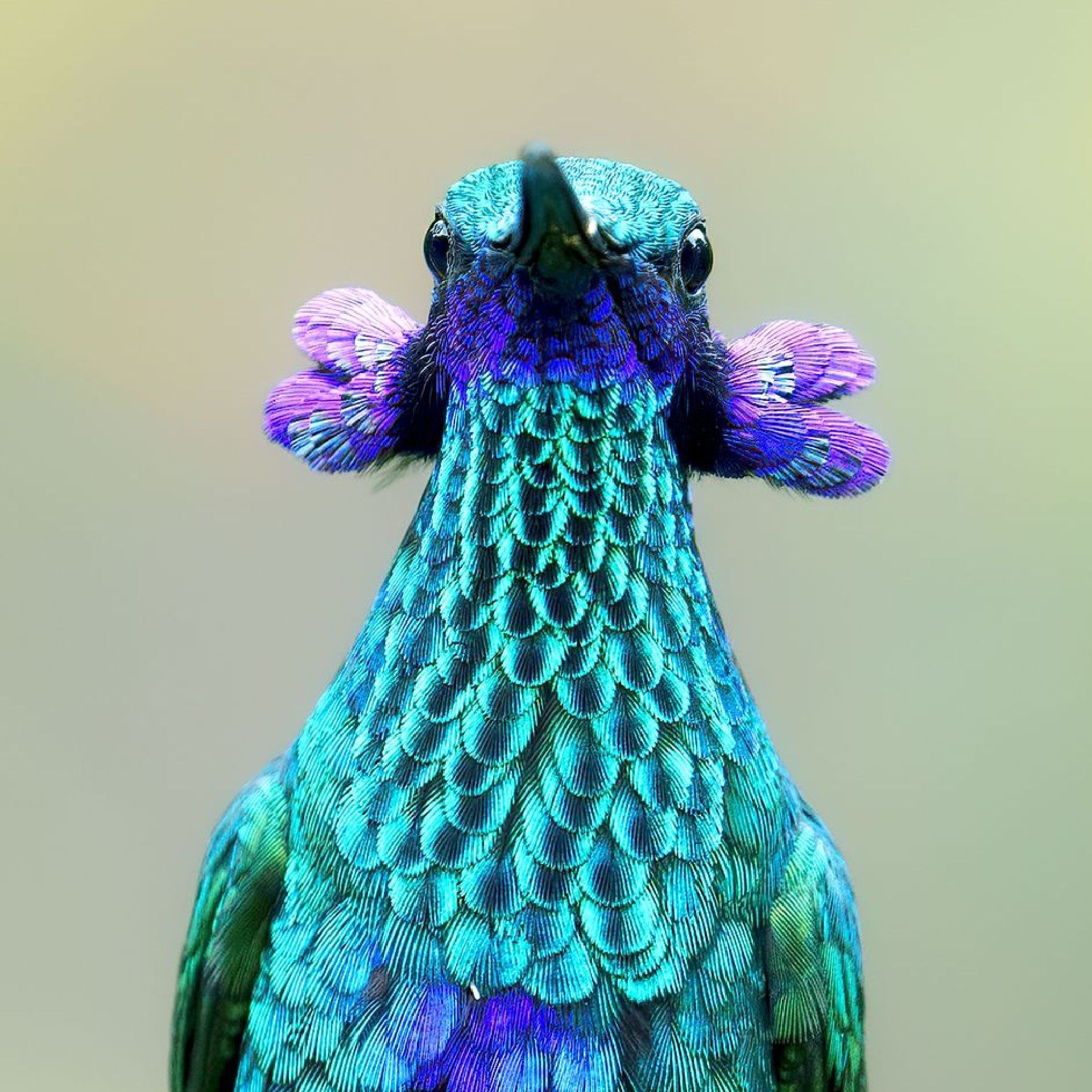 A close up of a blue and purple bird