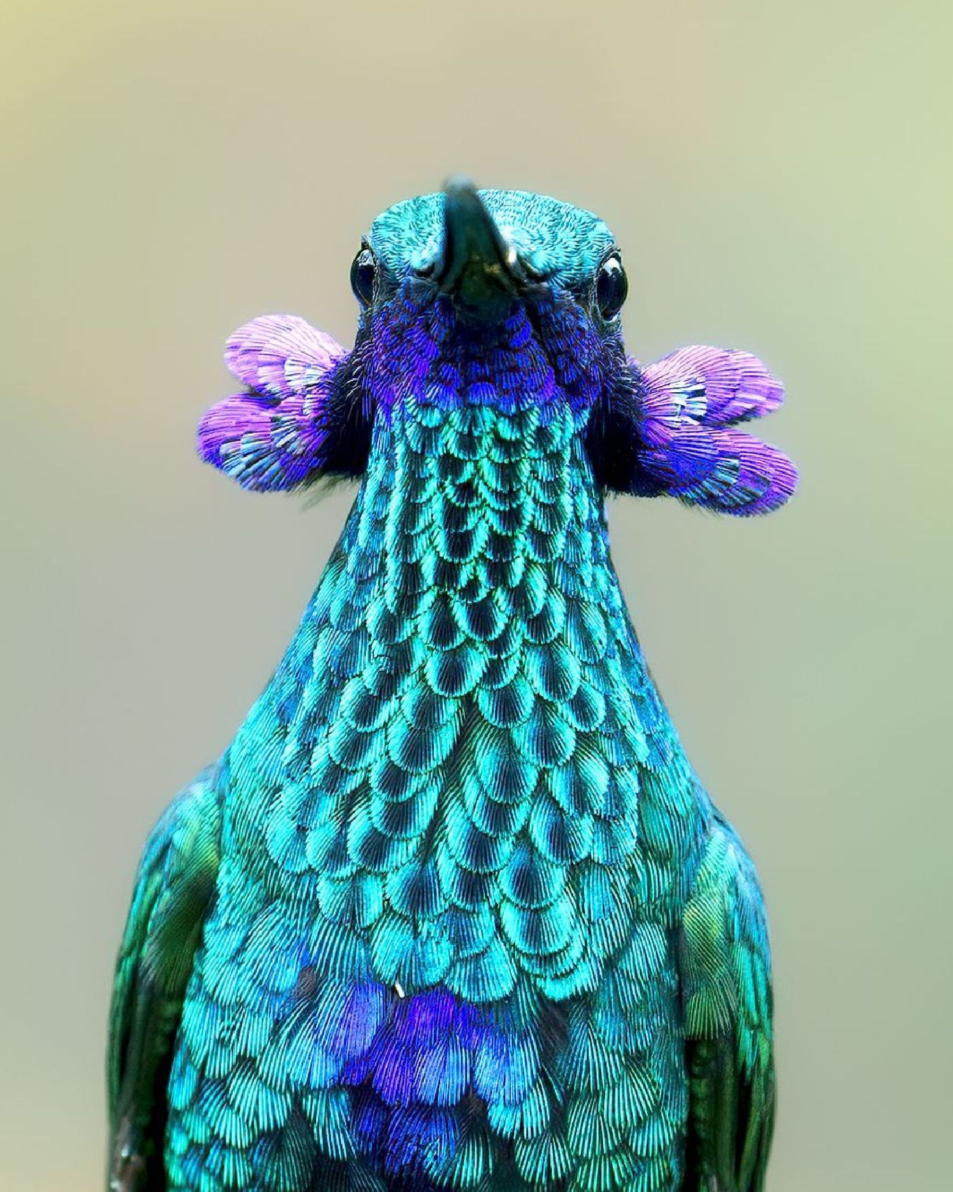 A close up of a bird with purple feathers on its head