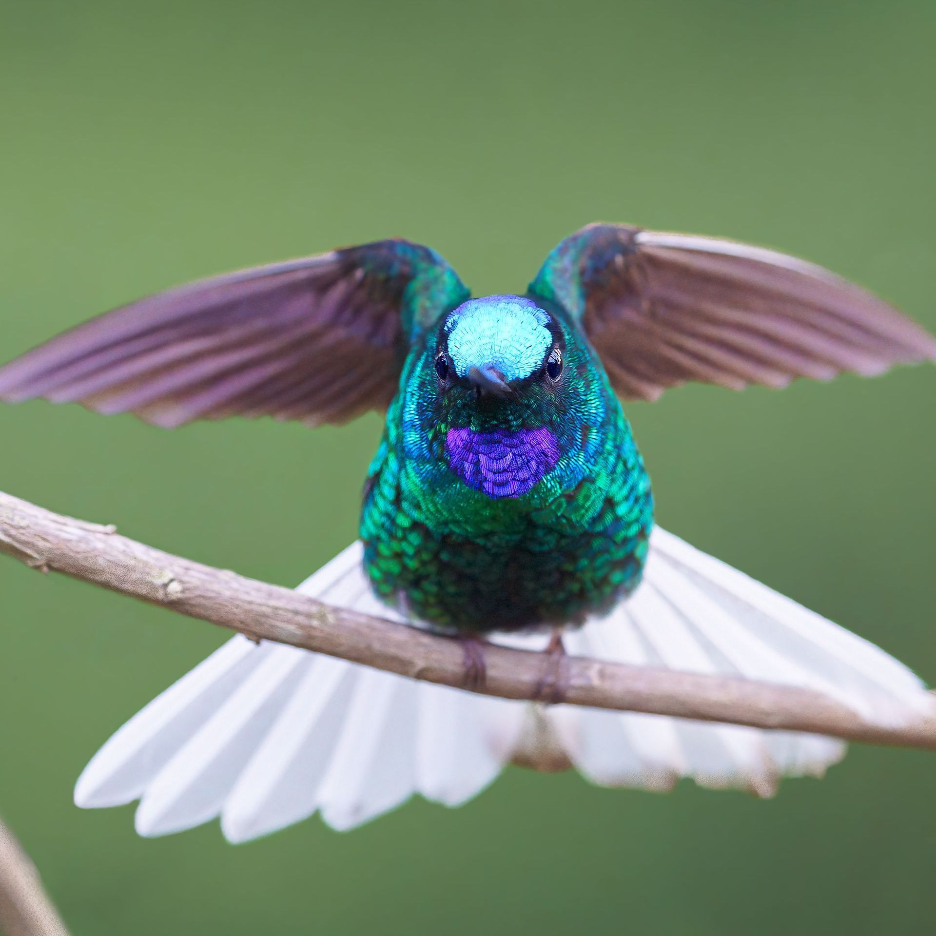 A hummingbird is perched on a branch with its wings spread.