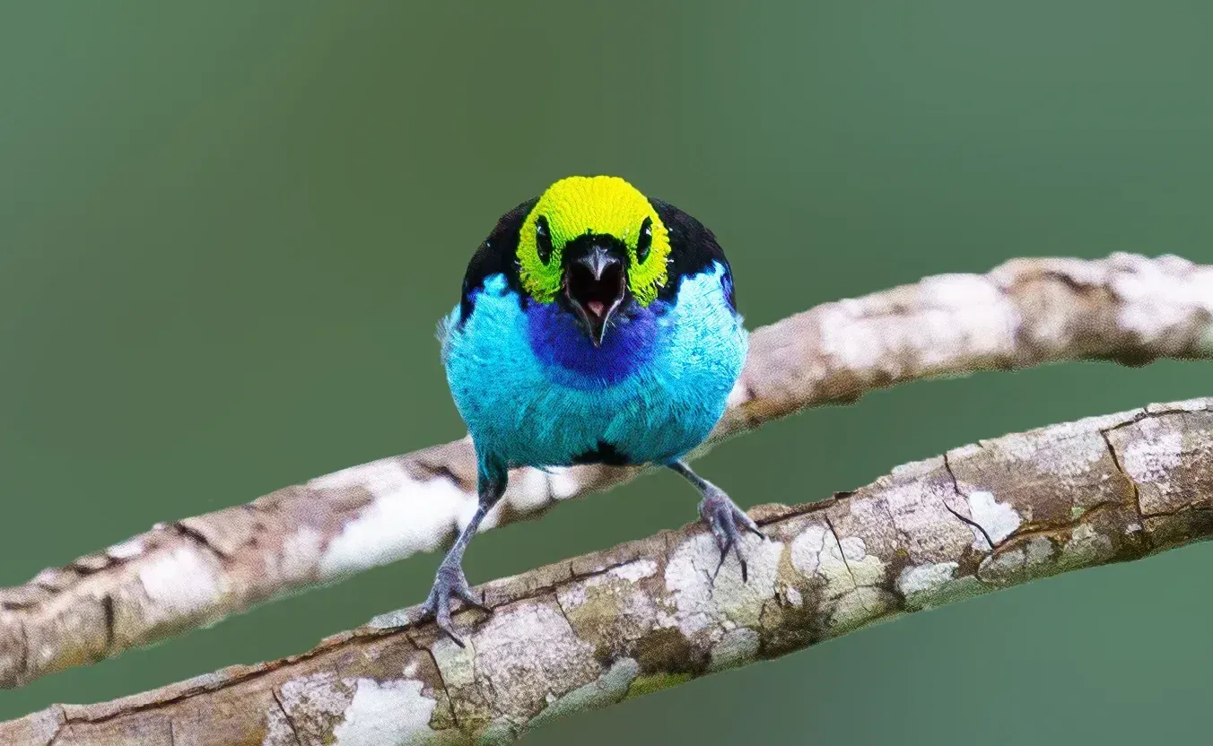 Paradise Tanager