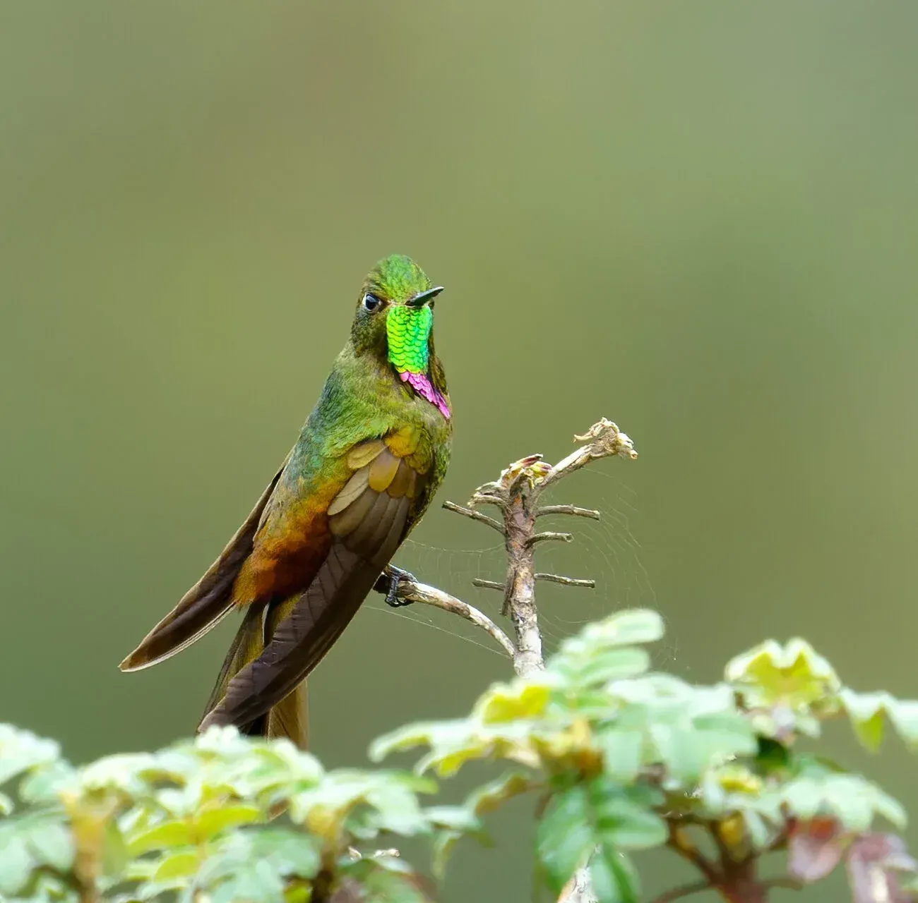 Bronze-tailed Thornbill