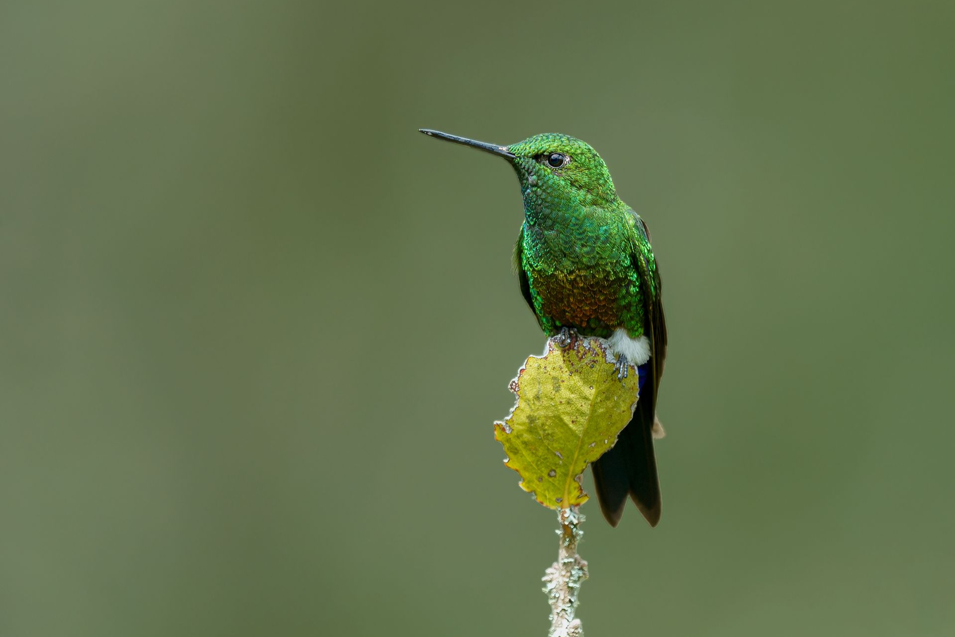 A field of flowers and plants on a hillside