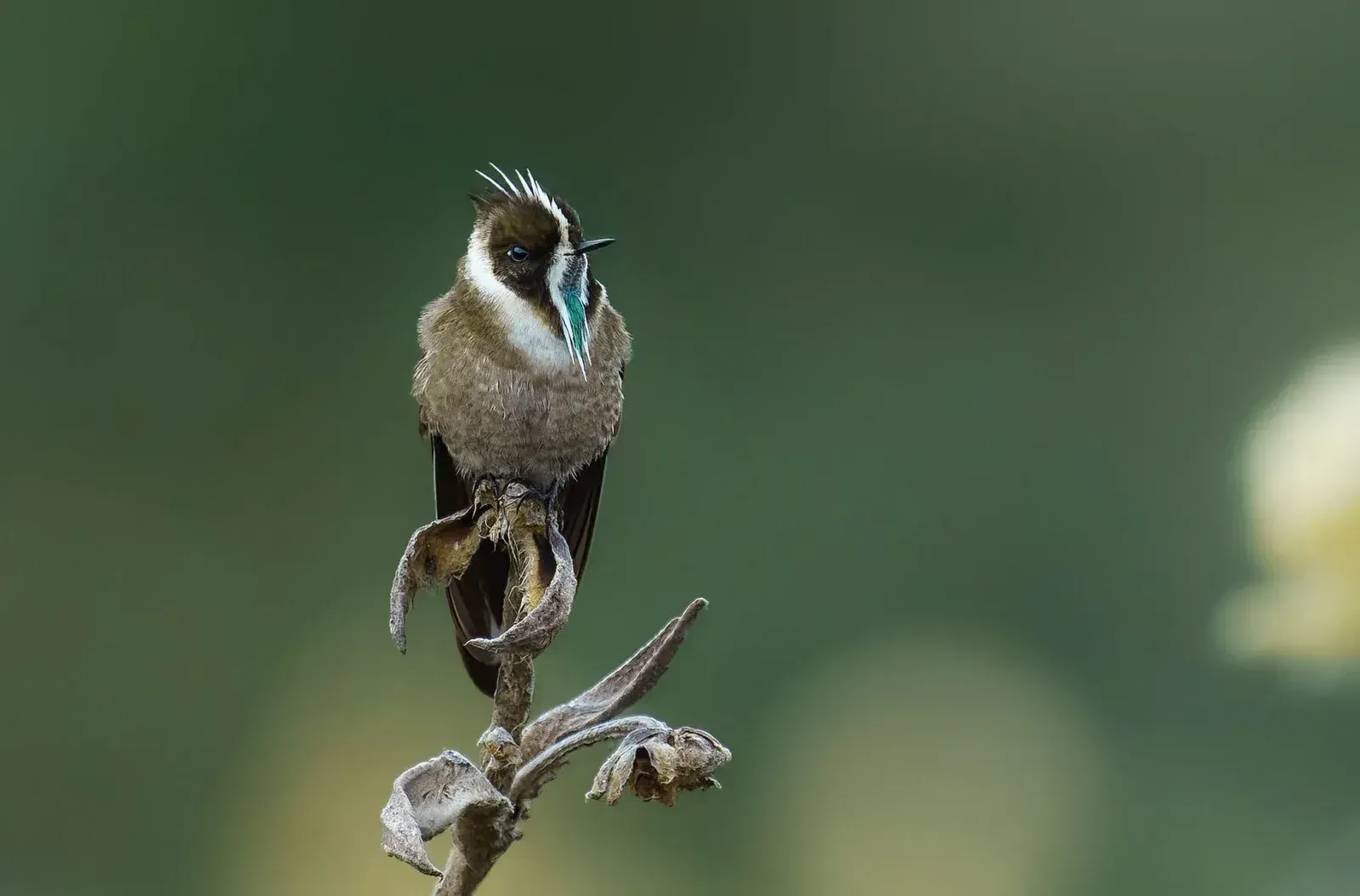 Green-bearded Helmetcrest