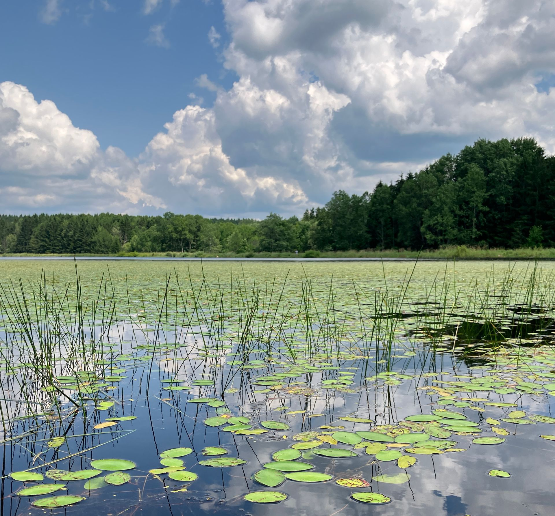 A serene lake filled with lily pads and reeds, reflecting a bright blue sky with white clouds, bordered by green trees.