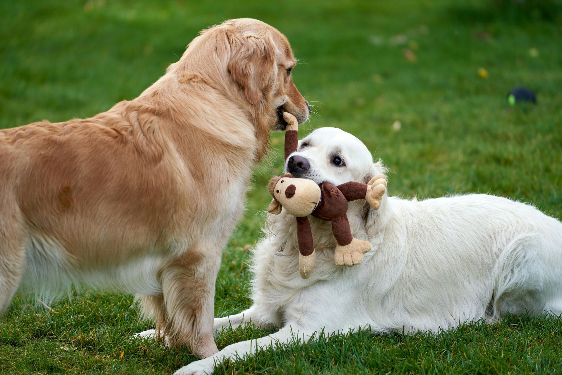 Two dogs playing tug-of-war with a plush monkey toy on a green grass lawn.