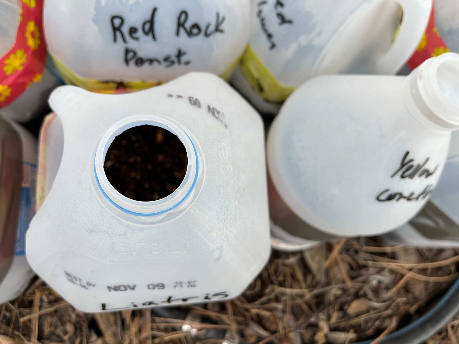 Milk jugs repurposed as seed starters, labeled with seed varieties, outdoors.