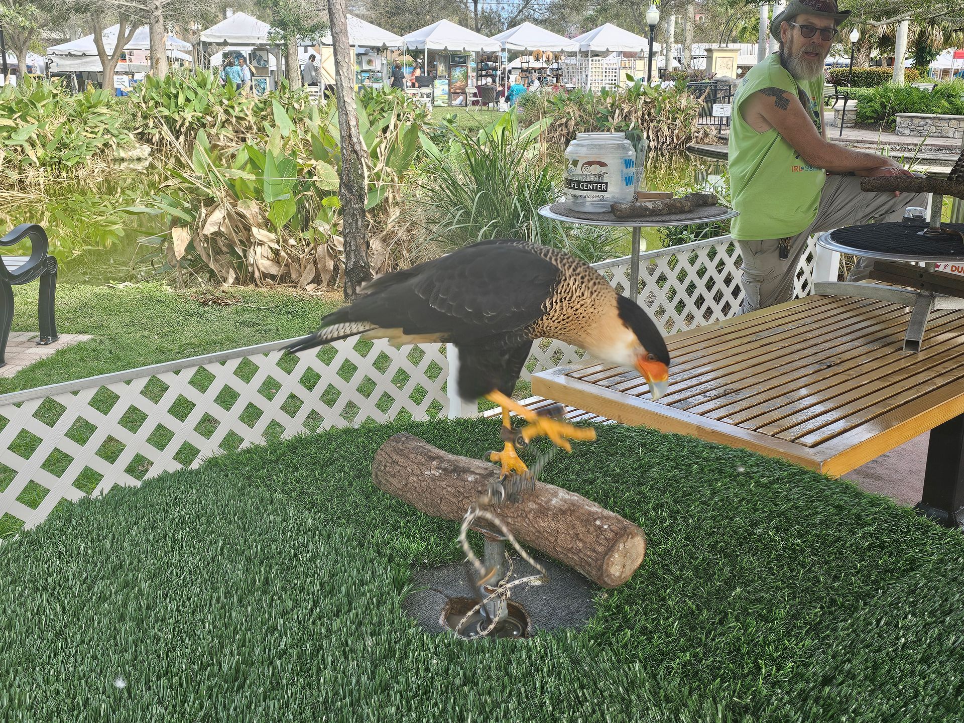 Perching Crested Caracara