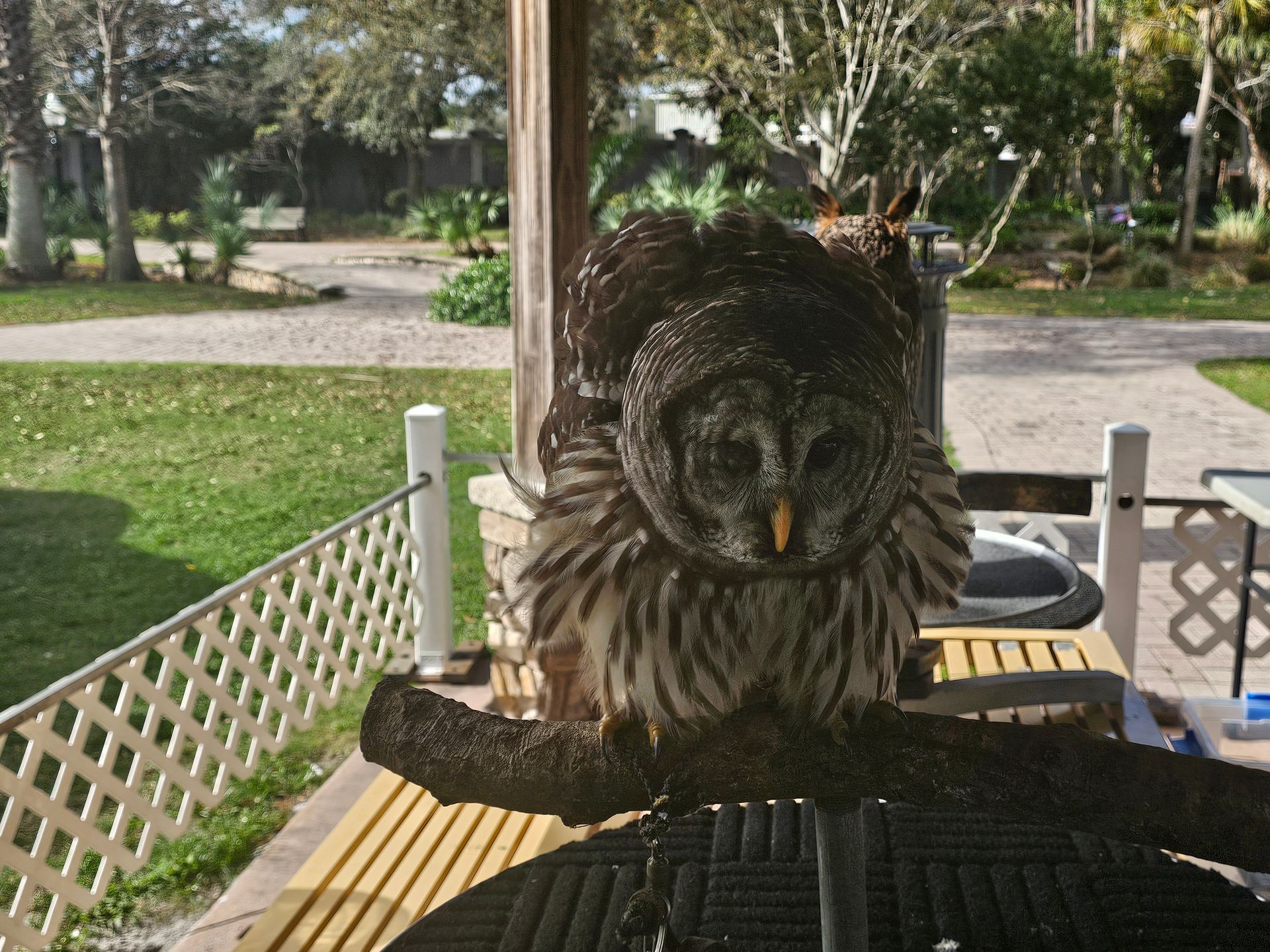 Barred Owl perching