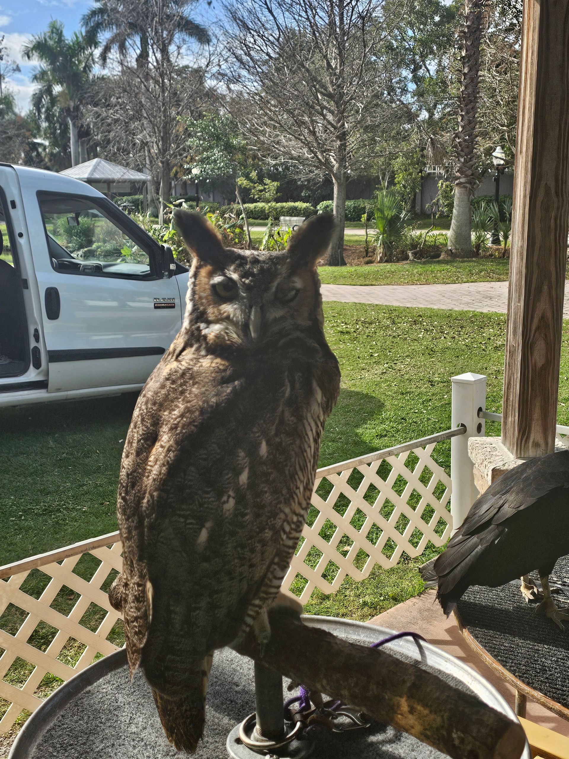 Great Horned Owl perching