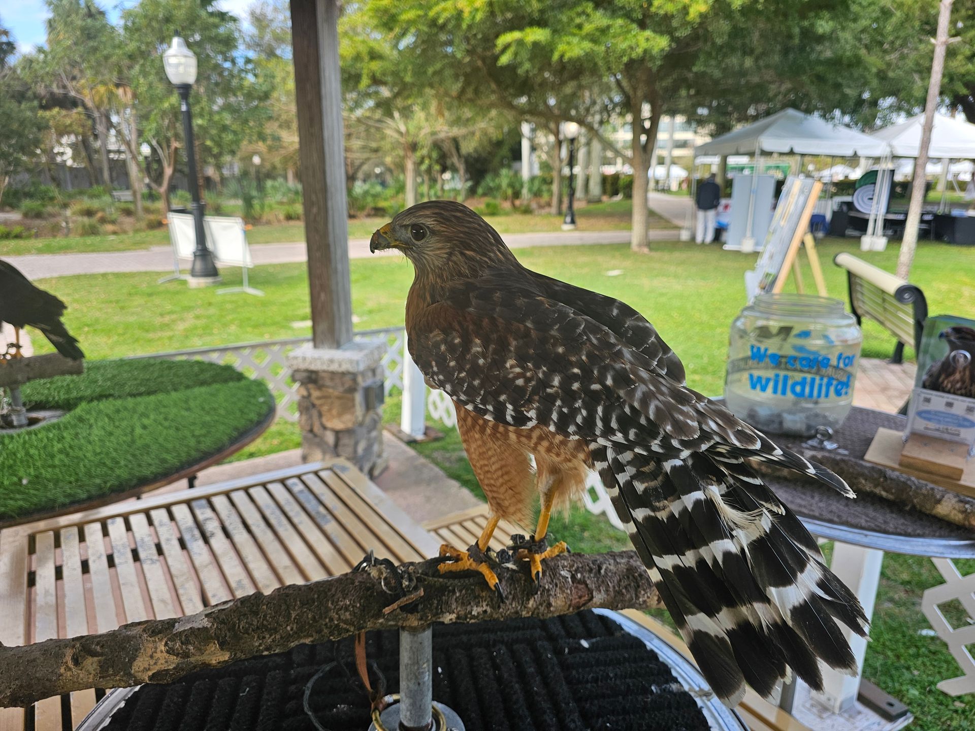 Red shouldered hawk perching