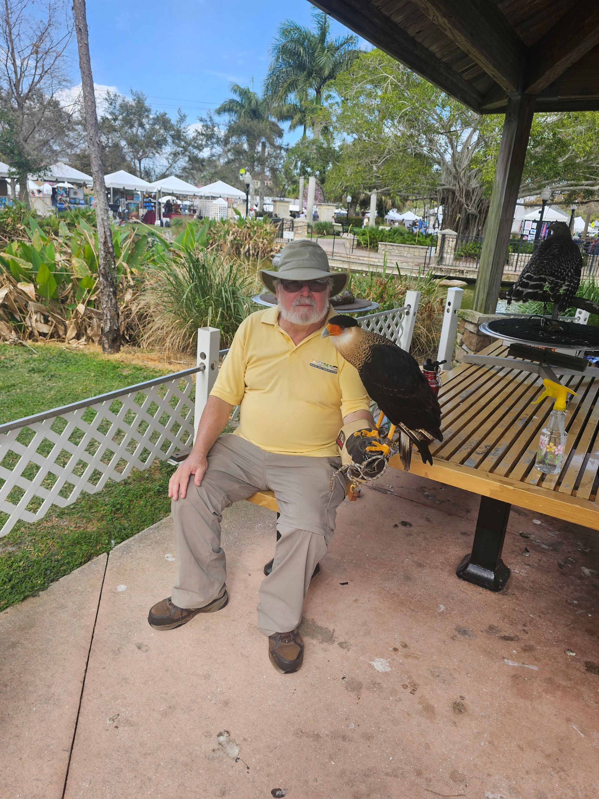Crested Caracara perching on glove